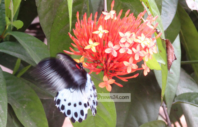 রঙ্গন ফুলের সৌন্দর্য সহজেই সবার নজর কাড়ে। রঙ্গন গাছে সাধারণত গ্রীষ্ম ও বর্ষাকালে পর্যায়ক্রমে থোকা থোকা ফুল ফোটে। কিন্তু কোনো কোনো জাতের রঙ্গন বসন্তেও ফোটে। শরীয়তপুরের নড়িয়া সরকারি কলেজ গার্ডেন থেকে ছবিটি তুলেছেন মো. ছগির হোসেন