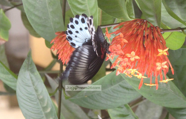 রঙ্গন ফুলের চাষ পদ্ধতি খুই সহজ। কম পরিশ্রমে বাড়ির ছাদে কিংবা গ্রামে উঠোনের কোণে এটি চাষ করা যায়। শরীয়তপুরের নড়িয়া সরকারি কলেজ গার্ডেন থেকে এ ছবিটি তুলেছেন মো. ছগির হোসেন।