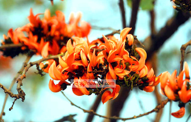 গাছে গাছে ফুটেছে পলাশ ফুল। রাজধানীর কেন্দ্রীয় শহীদ মিনার এলাকা থেকে এ ছবিটি তুলেছেন বিপ্লব দিক্ষিৎ।