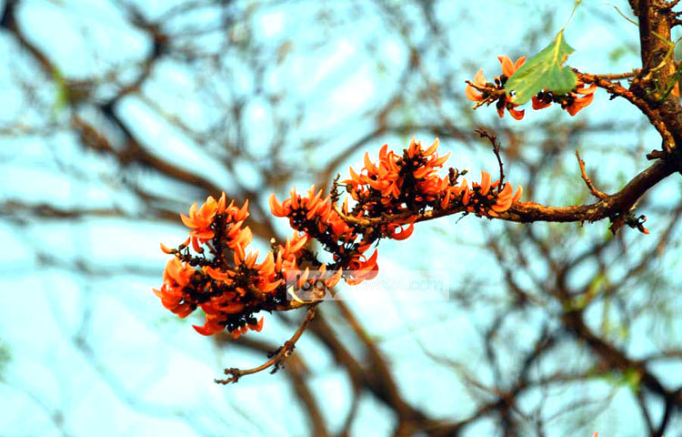 গাছে গাছে ফুটেছে পলাশ ফুল। রাজধানীর কেন্দ্রীয় শহীদ মিনার এলাকা থেকে এ ছবিটি তুলেছেন বিপ্লব দিক্ষিৎ।