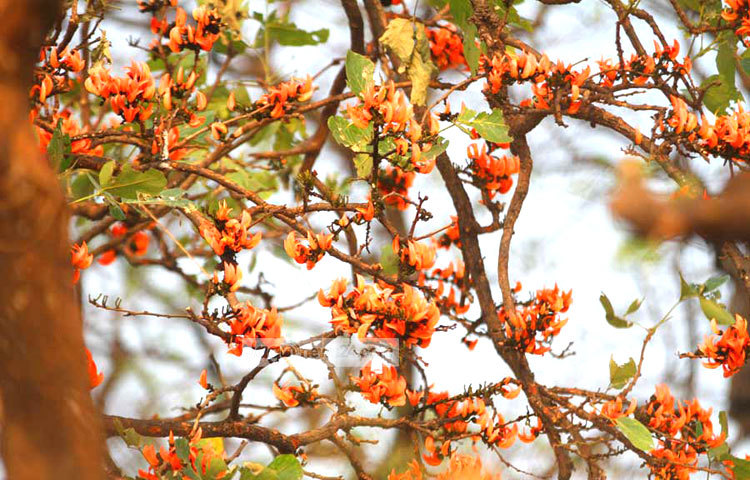 গাছে গাছে ফুটেছে পলাশ ফুল। রাজধানীর কেন্দ্রীয় শহীদ মিনার এলাকা থেকে এ ছবিটি তুলেছেন বিপ্লব দিক্ষিৎ।