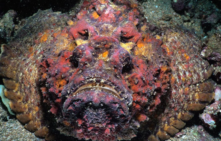 স্টোন ফিস : বিষাক্ত এই সামুদ্রিক মাছটি ভারত মহাসাগর এবং প্রশান্ত মহাসাগরে পাওয়া যায়। গোলাকার পাথরের মতো এ মাছটি অনায়াসে পানির নীচে পাথরের আড়ালে লুকিয়ে থাকতে পারে।