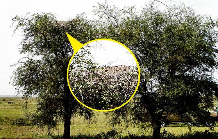 আফ্রিকার এই উদ্যানের আরও অনেক গাছে বাঘের বাসা রয়েছে।