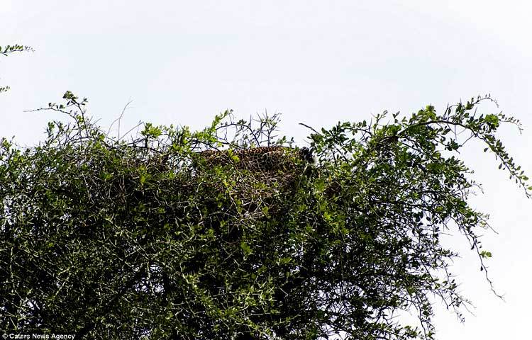 প্রতিনিয়ত পৃথিবীর নানা প্রান্তে আজব আজব নানা ঘটনা ঘটছে। সম্প্রতি আফ্রিকার একটি উদ্যানের গাছের মগডাল বাঘের বাসা ক্যামেরা বন্দী করেছেন রাশিয়ান আলোকচিত্রী জুলিয়া সুন্দ্রোকোভা।