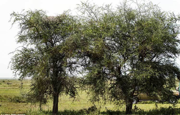 আফ্রিকার এই উদ্যানে রাশিয়ান আলোকচিত্রী জুলিয়া সুন্দ্রোকোভা বিভিন্ন গাছপালা ও প্রাণির ছবি তুলছিলেন। হঠাৎ তার চোখে একটি গাছের মগডালে পাখির বাসার মত কিছু একটা ধরা পড়লো। মুহূর্তেই তিনি সেটি ক্যামেরান্দী করলেন।