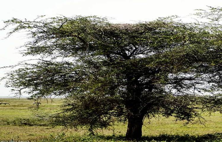 ছবিটি ক্যামেরাবন্দী করার পড়ে আলোকচিত্রী জুলিয়া সুন্দ্রোকোভার মনে হলো এটি আসলে পাখির বাসা নয়। সঙ্গে সঙ্গে তিনি এটি ঝুম করে খেতে পেলেন গাছের মগডালে এটি বাঘের বাসা। দৃশ্যটি দেখার পরে আঁতকে উঠলেন।