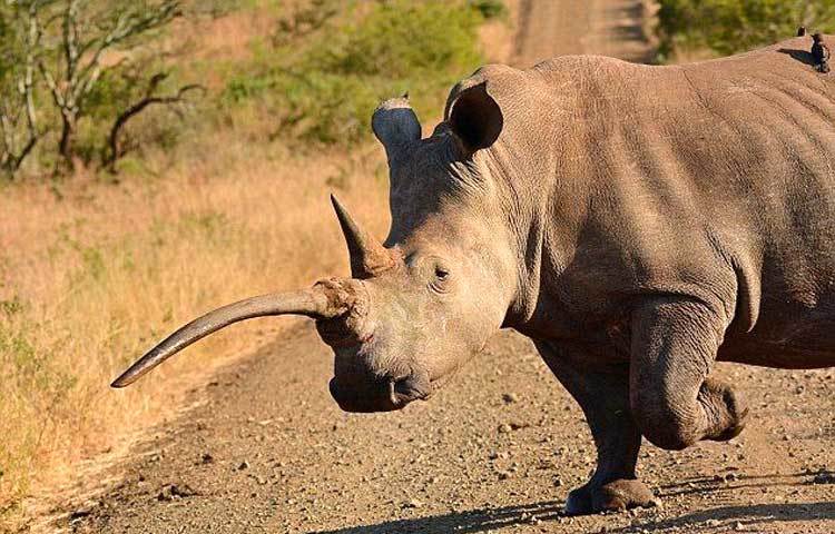 সঙ্গীর সন্ধানে ছুটে চলছে দুই শিংওয়ালা সাদা গণ্ডার। এদের নাম সাদা গণ্ডার হলেও দেখতে এরা একদম সাদা নয়। দক্ষিণ আফ্রিকার একটি জঙ্গল থেকে ছবিটি তুলেছেন ৫৪ বছর বয়সী আলোকচিত্রী সেলিয়া ওয়াটকিনস্। সূত্র : আই লাভ আফ্রিকা।
