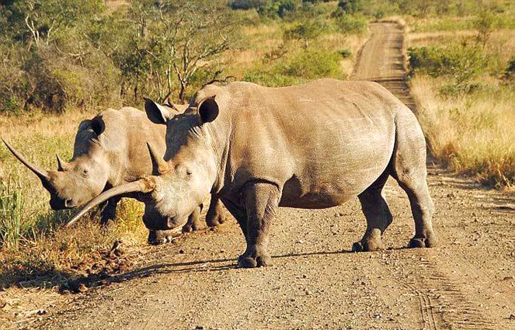 সাদা গণ্ডাররা সঙ্গী ছাড়া চলাফেরা করতে একদমই পছন্দ করে না। তাইতো সঙ্গী নিয়ে খাদ্যের সন্ধানে বেরিয়েছে। দক্ষিণ আফ্রিকার একটি জঙ্গল থেকে ছবিটি তুলেছেন ৫৪ বছর বয়সী আলোকচিত্রী সেলিয়া ওয়াটকিনস্। সূত্র : আই লাভ আফ্রিকা।