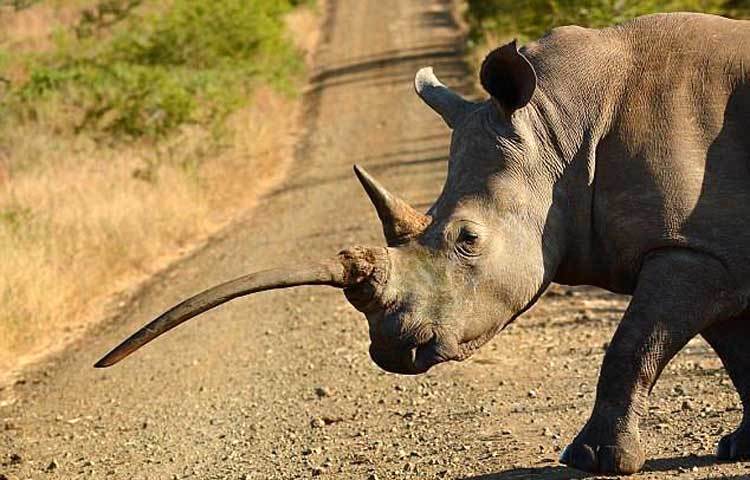 শত্রুদের হাত থেকে নিজেকে বাঁচাতে সাদা গণ্ডাররা এই শিং ব্যবহার করে থাকে। হাতির পরেই এরা পৃথিবীতে বড় স্তন্যপায়ী প্রাণী। দক্ষিণ আফ্রিকার একটি জঙ্গল থেকে ছবিটি তুলেছেন ৫৪ বছর বয়সী আলোকচিত্রী সেলিয়া ওয়াটকিনস্। সূত্র : আই লাভ আফ্রিকা।