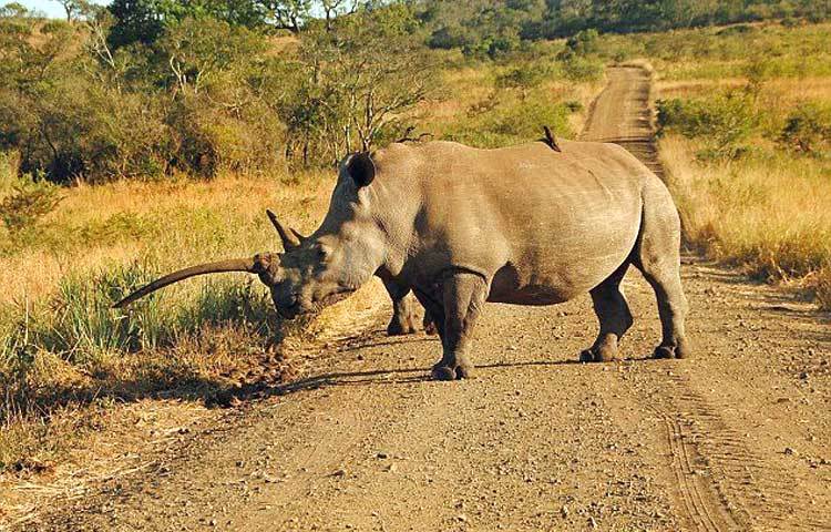 সামনের লম্বা শিংয়ের কারণে সাদা গণ্ডারদের শিকার অনেক সময় বশে আনাটা কষ্টকর হয়ে যায়। কিন্তু অল্পতে এরা নিরাশ হয় না। দক্ষিণ আফ্রিকার একটি জঙ্গল থেকে ছবিটি তুলেছেন ৫৪ বছর বয়সী আলোকচিত্রী সেলিয়া ওয়াটকিনস্। সূত্র : আই লাভ আফ্রিকা।
