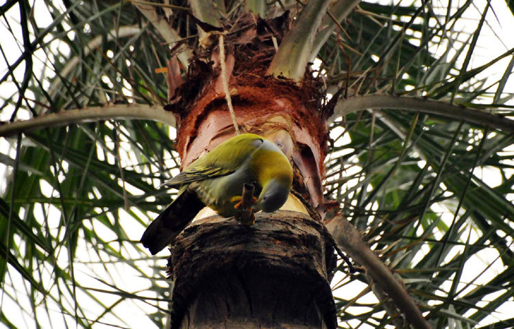 শীতকে বিদায় জানাতে মাতোয়ারা পাখিদের দল-ছবিঃ বিপ্লব দিক্ষিৎ