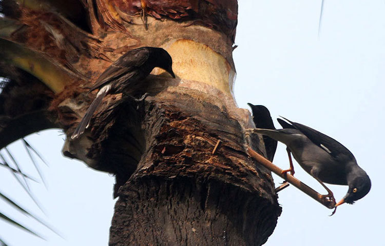 শীতকে বিদায় জানাতে মাতোয়ারা পাখিদের দল-ছবিঃ বিপ্লব দিক্ষিৎ