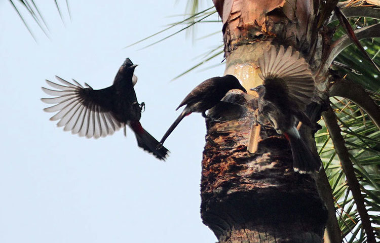শীতকে বিদায় জানাতে মাতোয়ারা পাখিদের দল