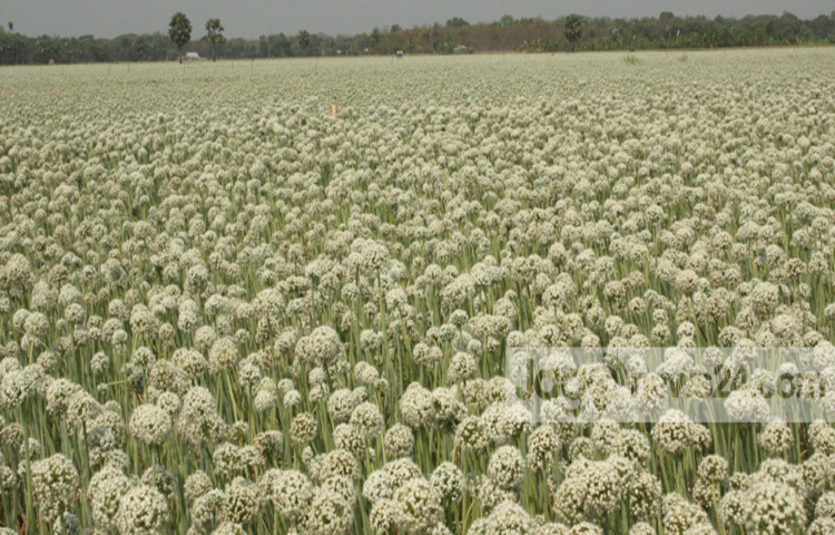 Faridpur-Onion-Seed