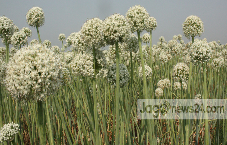 Faridpur-Onion-Seed