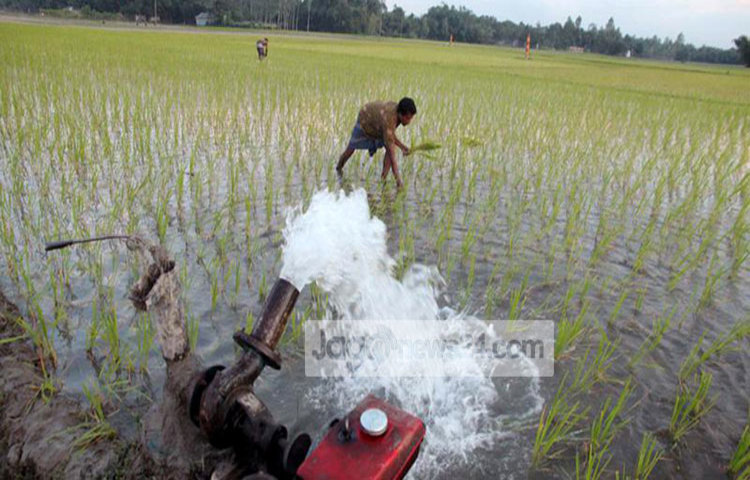 Thakurgaon-Boro-dhan