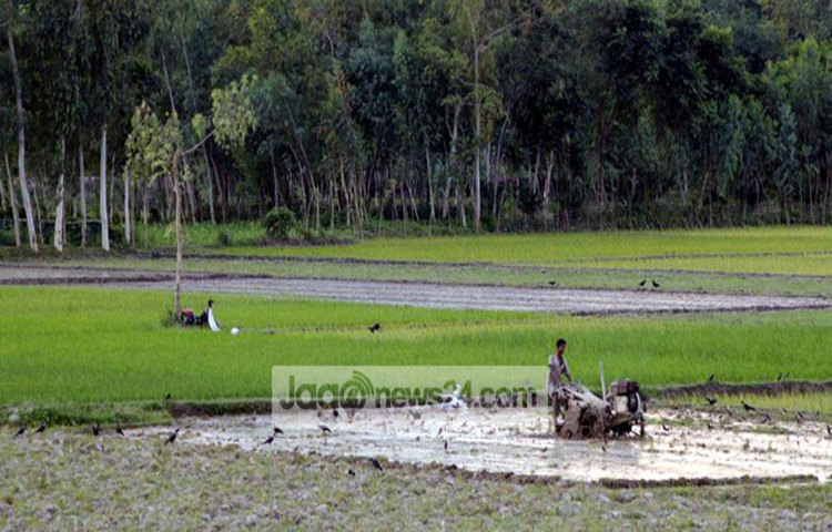 /Thakurgaon-Boro-dhan