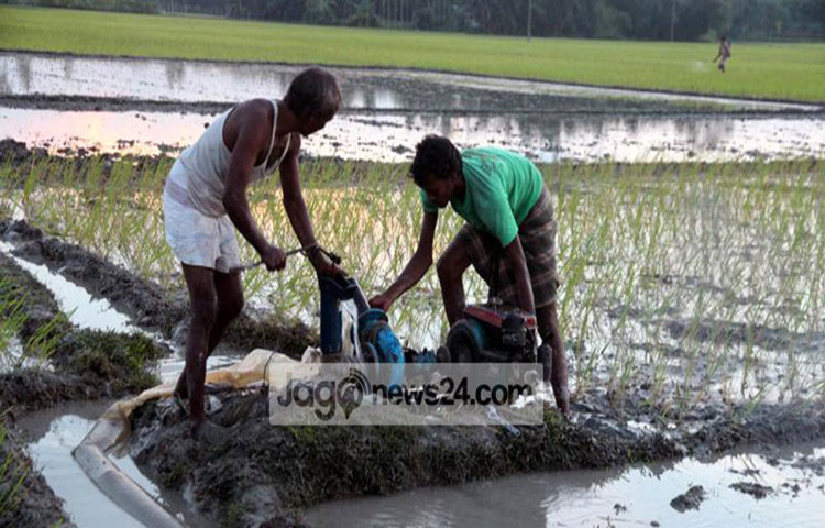 Thakurgaon-Boro-dhan