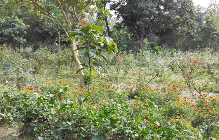 এটকু&nbsp; একটু করে কমতে শুরু করেছে শীত । শীতের দাপটে মানুষের মত প্রকৃতিও কিছুটা চুপসে ছিলো।&nbsp; নিজের অপরূপ সৌন্দর্যে প্রকৃতি আবারও ধরনীকে সাজিয়ে তুলছে। ছবি : বিপ্লব দিক্ষিৎ