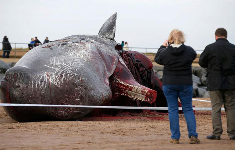 বৃহৎ আকৃতির তিমি বৃটেনের সাগর তীরে বালুর উপর পড়ে আছে। উৎসুক পর্যটকরা কেউ কেউ এর ছবি তুলে নিচ্ছেন। ছবি : রয়টার্স