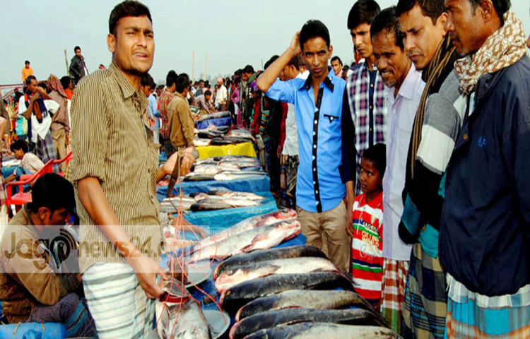 bogra-fish