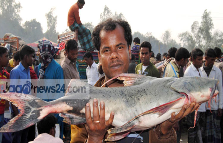 bogra-fish
