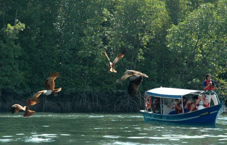 মালয়শিয়ার নয়নাভিরাম কিলিম জিওফরেস্ট। এখানে প্রতিদিন দেশীবিদেশী অগনন পর্যটক এসে ভীড় করে। পাখি এবং প্রকৃতির সঙ্গে আগত দর্শনার্থীরা মিলেমিশে একাকার হয়ে যায়।