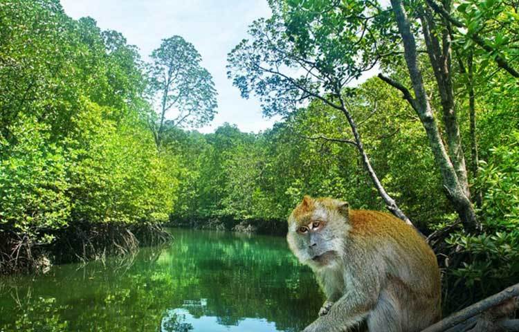 মালয়শিয়ার নয়নাভিরাম কিলিম জিওফরেস্ট। এখানে প্রতিদিন দেশীবিদেশী অগনন পর্যটক এসে ভীড় করে। বানরের দুষ্টমি পর্যটকদের আকৃষ্ট করে।