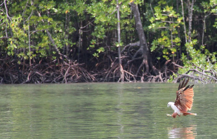 মালয়শিয়ার নয়নাভিরাম কিলিম জিওফরেস্ট। এখানে প্রতিদিন দেশীবিদেশী অগনন পর্যটক এসে ভীড় করে।