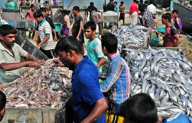 ধুমছে বিক্রি চলছে গহীন সমুদ্র থেকে আহরিত বিচিত্র প্রজাতির মাছ।ছবি: বিপ্লবি দিক্ষিৎ