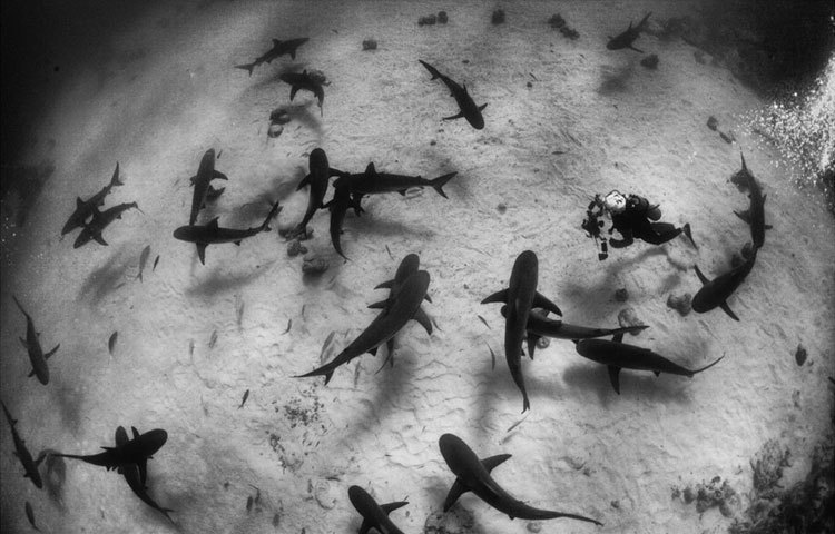 আবু-বিন-তালাথ দুবাইয়ের উপকূলীয় অঞ্চলে বেড়ে উঠেছেন। বর্তমানে তিনি সামুদ্রিক বিচিত্র প্রাণীর জীবন যাপন নিয়ে চলচ্চিত্র নির্মাণ করছেন। পাশাপাশি এসব প্রাণীর ফটোগ্রাফীও করছেন। ছবি : বিবিসি