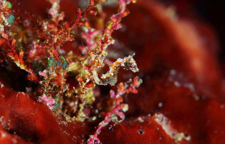 আবু-বিন-তালাথ দুবাইয়ের উপকূলীয় অঞ্চলে বেড়ে উঠেছেন। বর্তমানে তিনি সামুদ্রিক বিচিত্র প্রাণীর জীবন যাপন নিয়ে চলচ্চিত্র নির্মাণ করছেন। পাশাপাশি এসব প্রাণীর ফটোগ্রাফীও করছেন। ছবি : বিবিসি