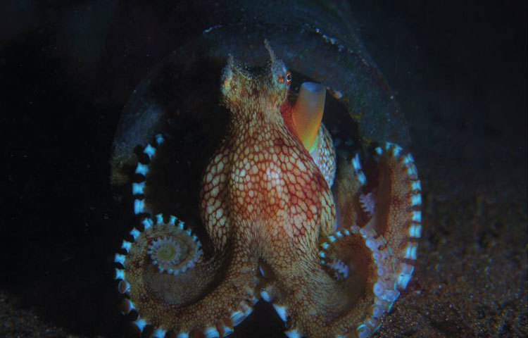 আবু-বিন-তালাথ দুবাইয়ের উপকূলীয় অঞ্চলে বেড়ে উঠেছেন। বর্তমানে তিনি সামুদ্রিক বিচিত্র প্রাণীর জীবন যাপন নিয়ে চলচ্চিত্র নির্মাণ করছেন। পাশাপাশি এসব প্রাণীর ফটোগ্রাফীও করছেন। ছবি : বিবিসি