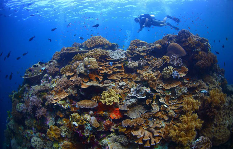 আবু-বিন-তালাথ দুবাইয়ের উপকূলীয় অঞ্চলে বেড়ে উঠেছেন। বর্তমানে তিনি সামুদ্রিক বিচিত্র প্রাণীর জীবন যাপন নিয়ে চলচ্চিত্র নির্মাণ করছেন। পাশাপাশি এসব প্রাণীর ফটোগ্রাফীও করছেন। ছবি : বিবিসি