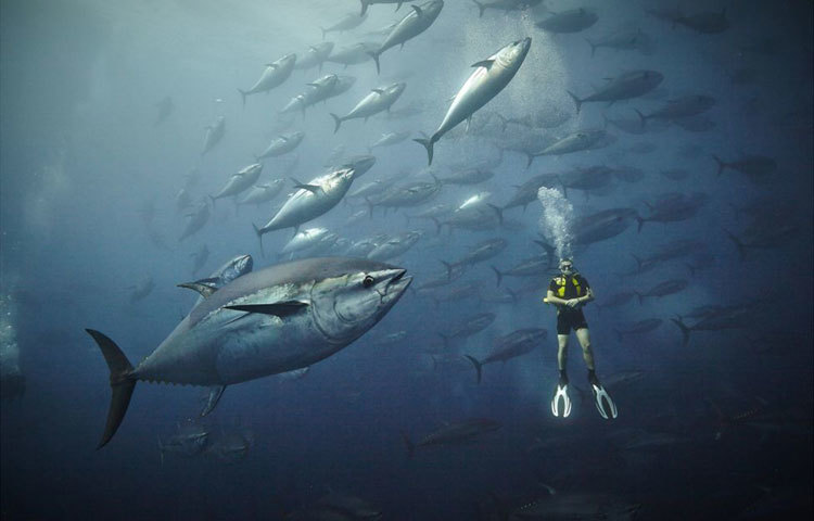 আবু-বিন-তালাথ দুবাইয়ের উপকূলীয় অঞ্চলে বেড়ে উঠেছেন। বর্তমানে তিনি সামুদ্রিক বিচিত্র প্রাণীর জীবন যাপন নিয়ে চলচ্চিত্র নির্মাণ করছেন। পাশাপাশি এসব প্রাণীর ফটোগ্রাফীও করছেন। ছবি : বিবিসি