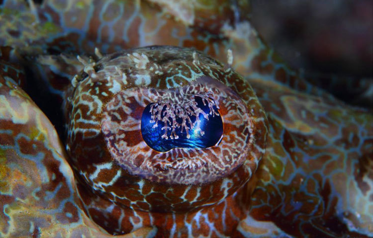 আবু-বিন-তালাথ দুবাইয়ের উপকূলীয় অঞ্চলে বেড়ে উঠেছেন। বর্তমানে তিনি সামুদ্রিক বিচিত্র প্রাণীর জীবন যাপন নিয়ে চলচ্চিত্র নির্মাণ করছেন। পাশাপাশি এসব প্রাণীর ফটোগ্রাফীও করছেন। ছবি : বিবিসি