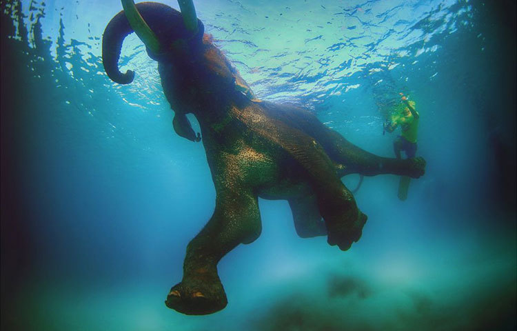 আবু-বিন-তালাথ দুবাইয়ের উপকূলীয় অঞ্চলে বেড়ে উঠেছেন। বর্তমানে তিনি সামুদ্রিক বিচিত্র প্রাণীর জীবন যাপন নিয়ে চলচ্চিত্র নির্মাণ করছেন। পাশাপাশি এসব প্রাণীর ফটোগ্রাফীও করছেন। ছবি : বিবিসি