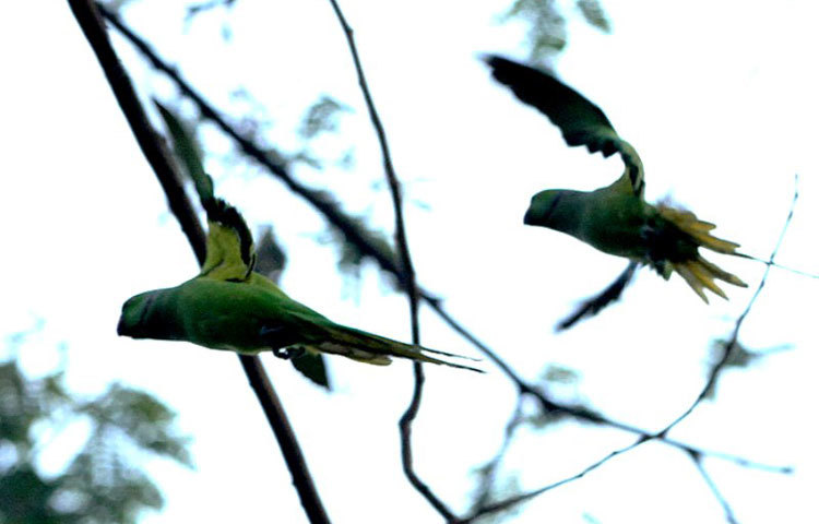 অতপর শীতের পাখিরা। ছবি : বিপ্লব দিক্ষিৎ