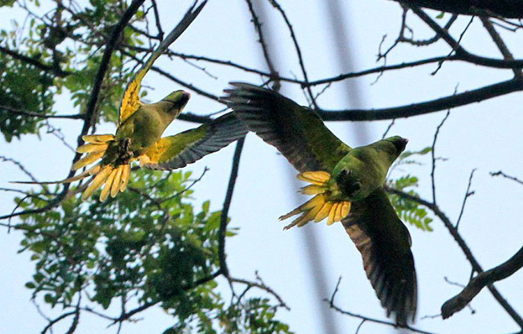 এভাবেই ওড়াউড়ি, নেই পরোয়া শীতের। ছবি : বিপ্লব দিক্ষিৎ
