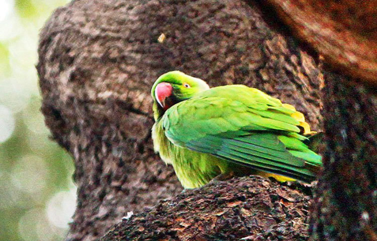 শীত পালানোর অপেক্ষায়। ছবি : বিপ্লব দিক্ষিৎ