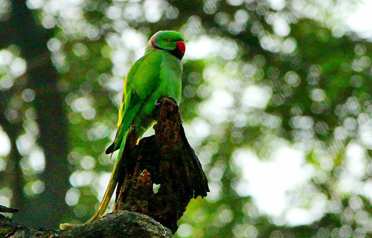 ভাবনা জুড়ে শীতের কথামালা।ছবি : বিপ্লব দিক্ষিৎ