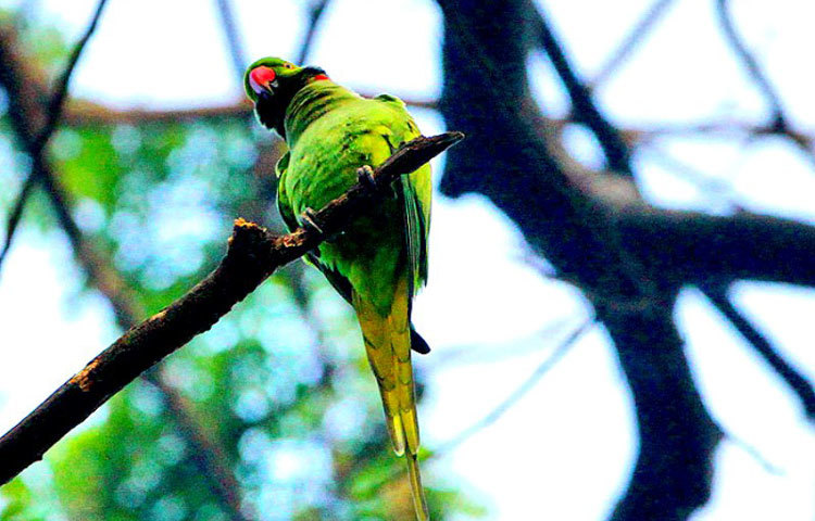 শীতে বুঝি কাতর পাখির প্রাণ।ছবি : বিপ্লব দিক্ষিৎ