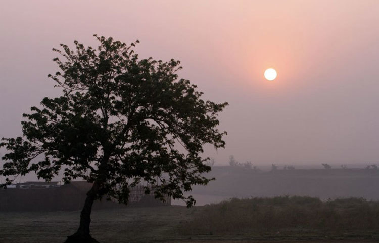 বৃক্ষের প্রার্থনা, শীত সকালে সূর্য উঠুক রোজ। ছবি : বিপ্লব দিক্ষিৎ