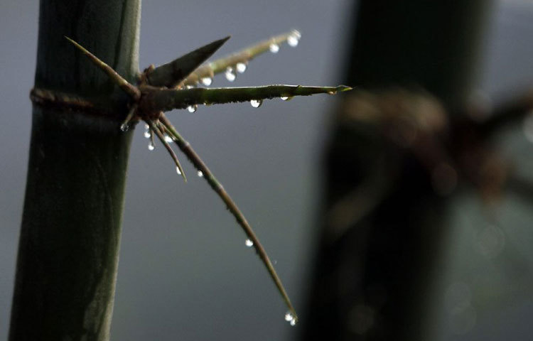 শিশির হয়ে ঝরছে শীতের কণা। ছবি : বিপ্লব দিক্ষিৎ