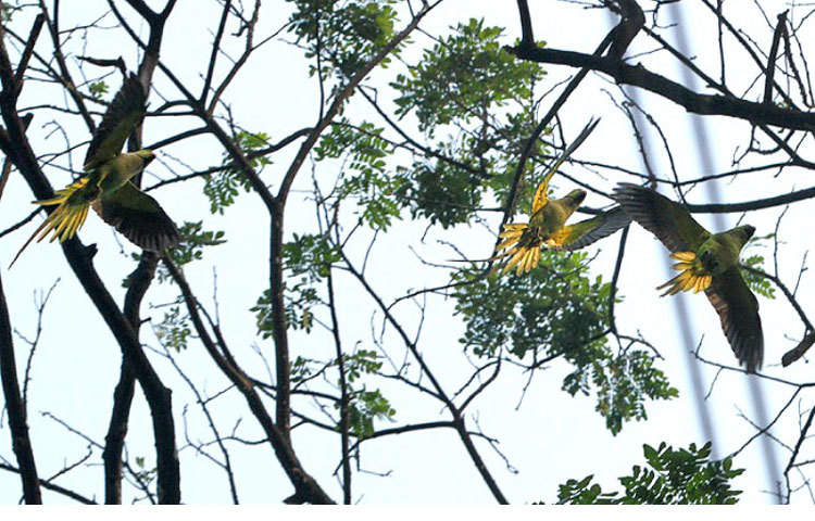 মুক্ত বিহঙ্গের, মুক্ত ডানা।ছবি : বিপ্লব দিক্ষিৎ