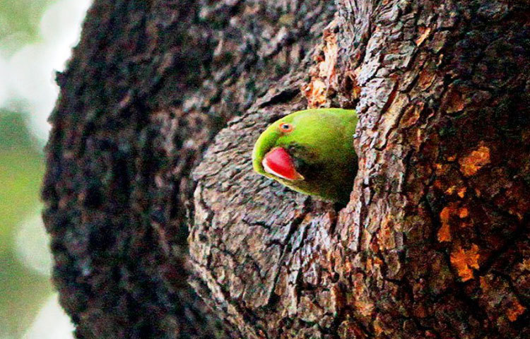 নীল দিগন্তে চাহি। ছবি : বিপ্লব দিক্ষিৎ