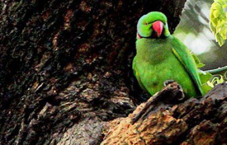 ভাবিয়ে তুলেছে শীত। ছবি : বিপ্লব দিক্ষিৎ