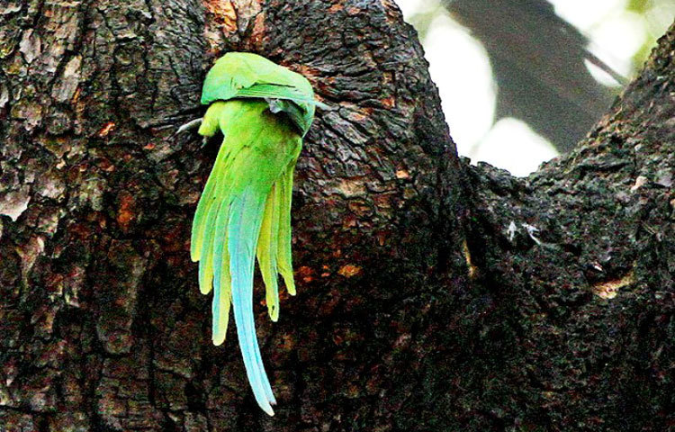 শীতের মাঝে নীড় খোঁজাখুজি। ছবি : বিপ্লব দিক্ষিৎ