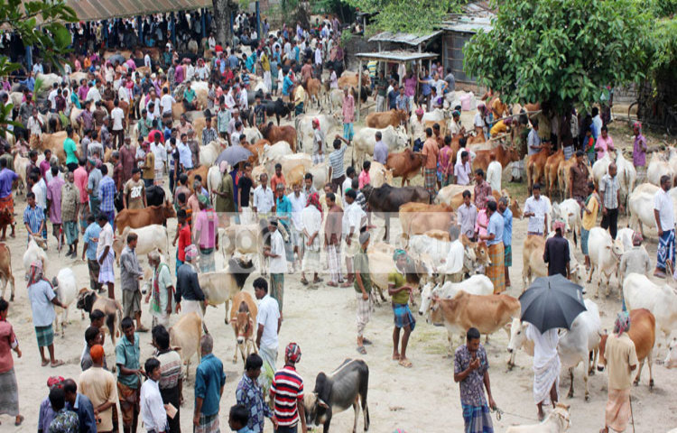 Thakurgaon-Cow-Market