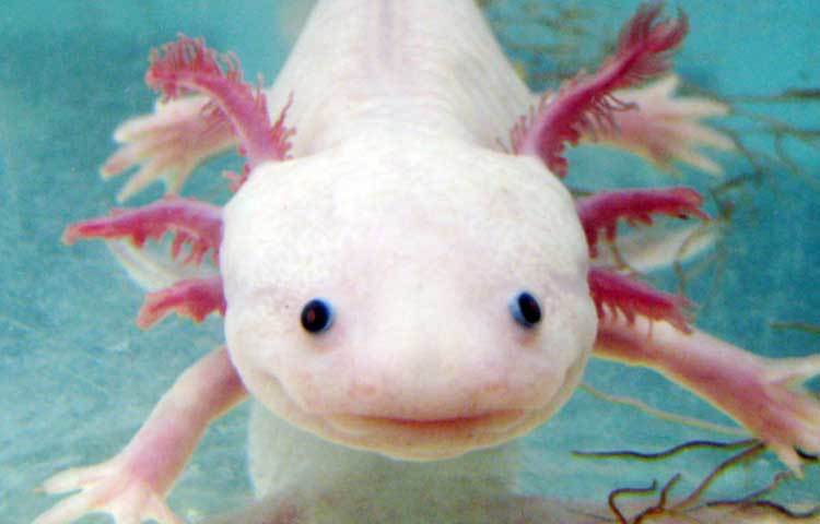 অ্যাক্সোলোটল মেক্সিক্যান সালাম্যান্ড্যার : অদ্ভুত এই সামুদ্রিক প্রাণীটির নাম &lsquo;অ্যাক্সোলোটল মেক্সিক্যান সালাম্যান্ড্যার&rsquo;। এটি &lsquo;মেক্সিক্যান ওয়াকিং ফিশ&rsquo; নামেও পরিচিত।